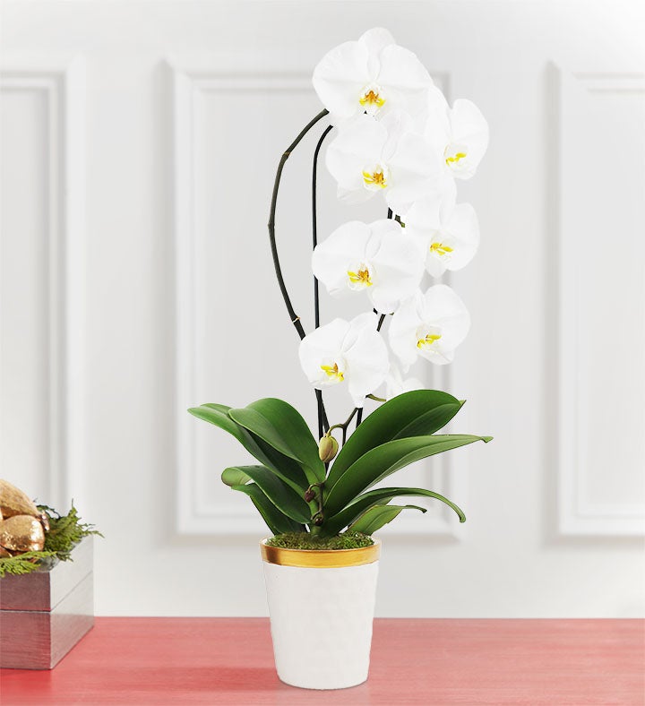 Winter White Waterfall Orchid Plant